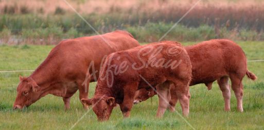 Farm Walk at Newtown Limousin Herd hosted by the Richardson Family Newtowngore